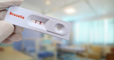 BVA welcomes mandatory B. canis testing